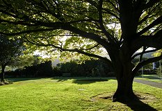 Tree in evening light