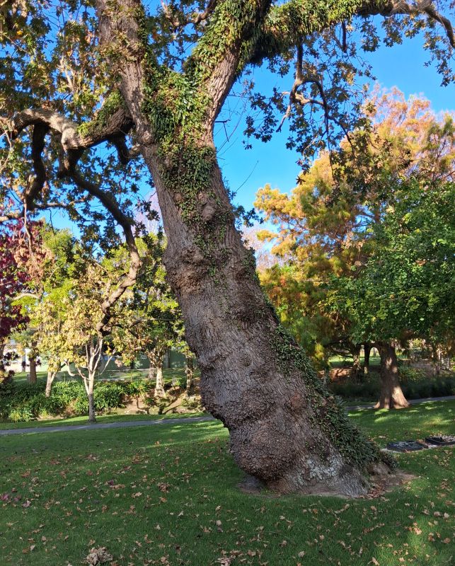 tree