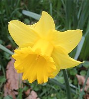 Daffodil